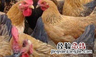 养鸡的利润 了解一下