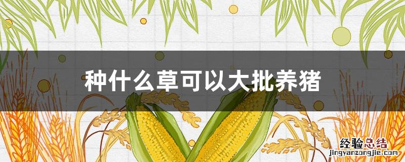 种什么草可以大批养猪 养猪的草种