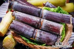 田间甘蔗种植一般从什么时候开始 田间甘蔗种植一般从什么时候开始蚂蚁庄园