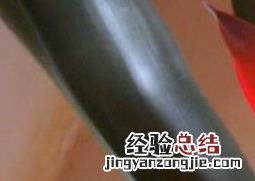 凤梨花怎么养 火焰凤梨花怎么养