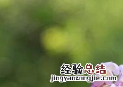 风铃花如何养护 风铃花的栽培养护方法
