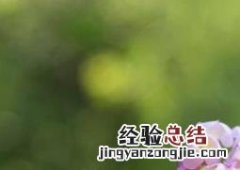 风铃花如何养护 风铃花的栽培养护方法