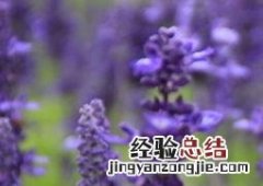 薰衣草的用处 薰衣草的妙用