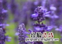 薰衣草的用处 薰衣草的妙用