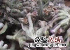 密蒙花图片 密蒙花图片植物图片