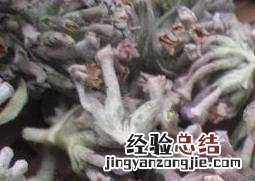密蒙花图片 密蒙花图片植物图片