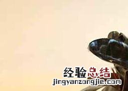橡皮树的养殖方法和注意事项 金钱树的养殖方法和注意事项