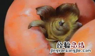 什么柿子熟了还是绿色 绿色的脆柿子是不是没熟的