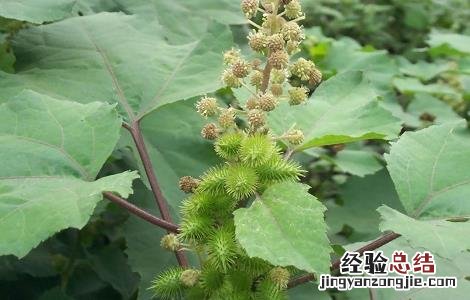 常喝苍耳子泡水有什么坏处 苍耳子泡水喝的功效和注意事项