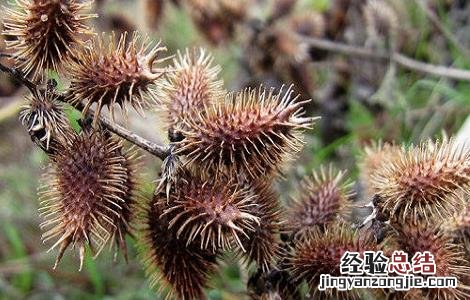 常喝苍耳子泡水有什么坏处 苍耳子泡水喝的功效和注意事项