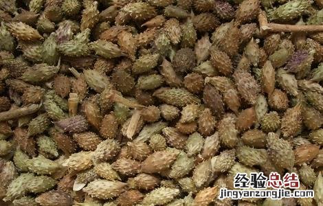 常喝苍耳子泡水有什么坏处 苍耳子泡水喝的功效和注意事项