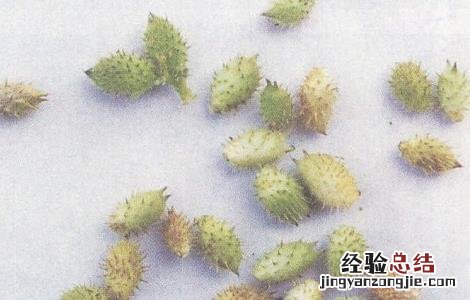 常喝苍耳子泡水有什么坏处 苍耳子泡水喝的功效和注意事项