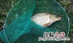钓鱼的玉米窝料如何发酵 看这里