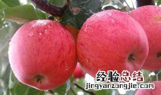 早上空腹吃苹果好吗 吃苹果的好处