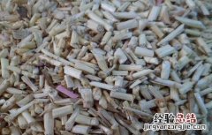 白茅根的功效和作用及食用方法图片 白茅根的功效和作用及食用方法