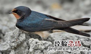燕子怎么看雄雌 燕子怎么看雄雌图解