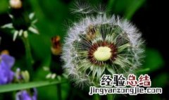 婆婆丁晒干泡水的功效与作用 婆婆丁晒干泡水有何功效