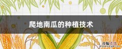 爬地南瓜的种植技术 露地南瓜种植技术