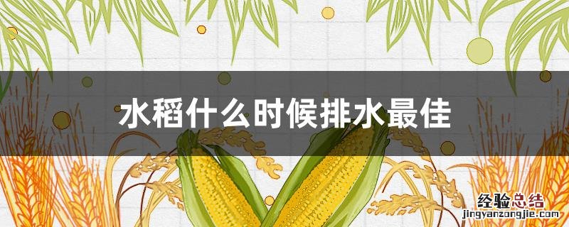 水稻 排水 水稻什么时候排水最佳