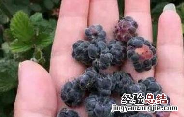 紫珠泡水的功效 紫泡的功效与作用