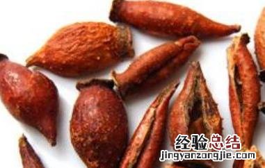 刺橄榄的功效与作用 刺橄榄药用价值
