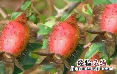 刺橄榄的功效与作用 刺橄榄药用价值