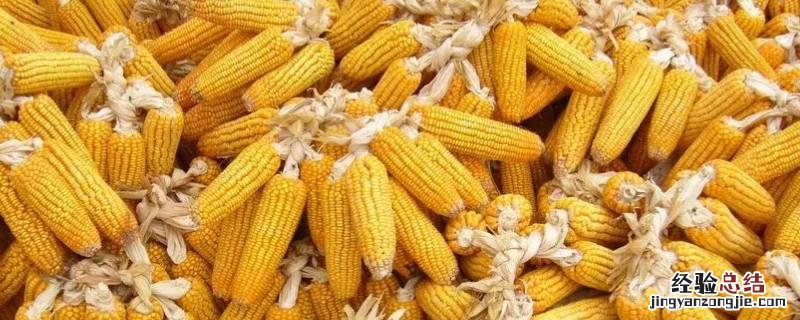 熟玉米凉了怎么加热 已经煮熟的玉米怎么二次加热