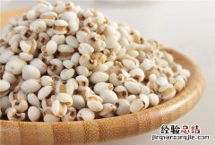 薏米 薏米图片