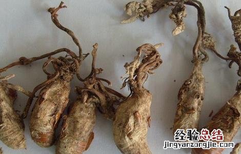 金蝉花的功效与作用及食用方法是什 金蝉花的功效与作用及禁忌