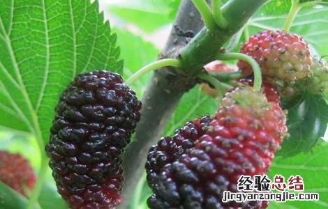 桑葚子的功效与作用及禁忌是什么 桑葚子的功效与作用及禁忌