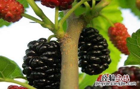 桑葚子的功效与作用及禁忌是什么 桑葚子的功效与作用及禁忌