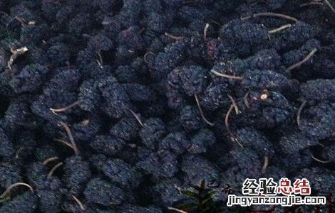 桑葚子的功效与作用及禁忌是什么 桑葚子的功效与作用及禁忌
