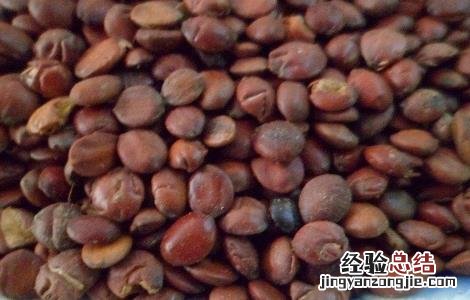 中药酸枣仁怎么吃治失眠 酸枣仁怎么吃治失眠