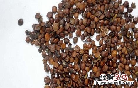 中药酸枣仁怎么吃治失眠 酸枣仁怎么吃治失眠