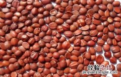 中药酸枣仁怎么吃治失眠 酸枣仁怎么吃治失眠