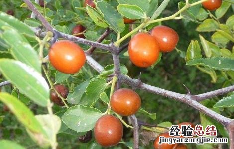 中药酸枣仁怎么吃治失眠 酸枣仁怎么吃治失眠