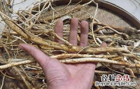 五指毛桃酒的功效和制作方法 五指毛桃酒的功效和制作方法及禁忌