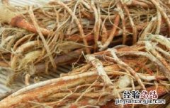 五指毛桃酒的功效和制作方法 五指毛桃酒的功效和制作方法及禁忌