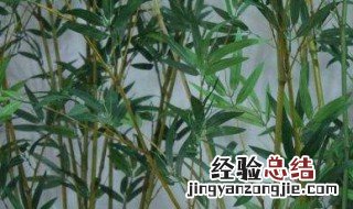 竹子怎么能变直 竹子弯曲怎么变直