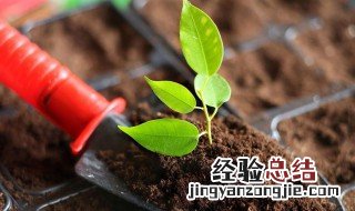硅肥的作用及使用方法 关于硅肥用处及施用方法