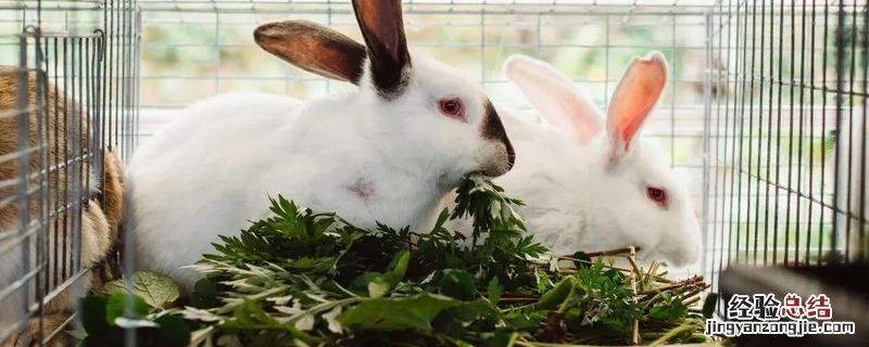 肉兔养殖成本和利润，种兔和商品兔的成本