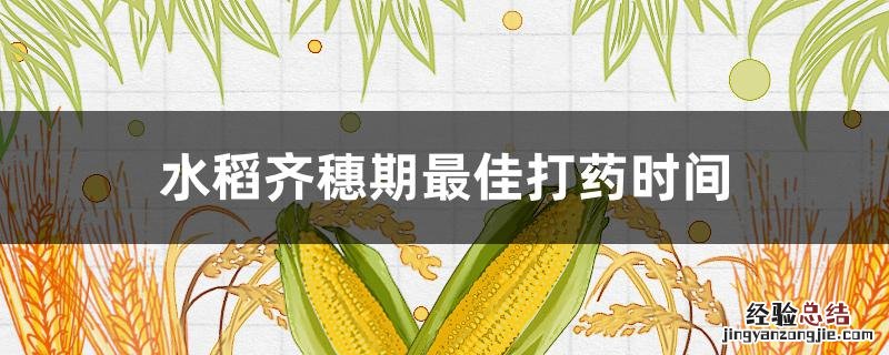 水稻齐穗期什么时候打药最好 水稻齐穗期最佳打药时间