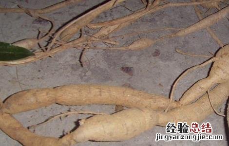 牛大力的功效和作用以及食用方法 牛大力的功效和作用以及食用方法及禁忌