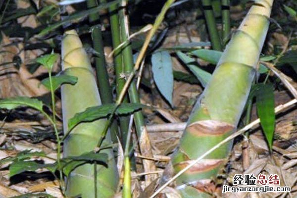 竹笋的做法有哪些家常菜 竹笋的做法有哪些