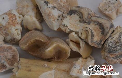 龙齿的功效与作用及注意事项视频 龙齿的功效与作用及注意事项