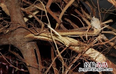 五指毛桃的功效与作用 五指毛桃的功效与作用图片