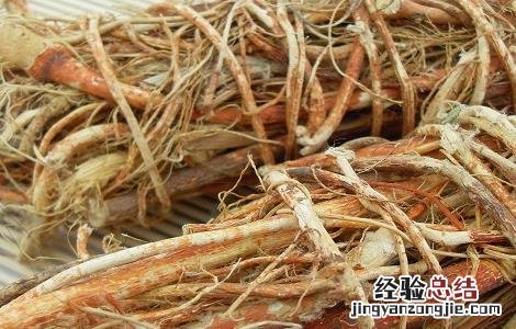 五指毛桃的功效与作用 五指毛桃的功效与作用图片