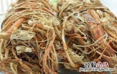 五指毛桃的功效与作用 五指毛桃的功效与作用图片