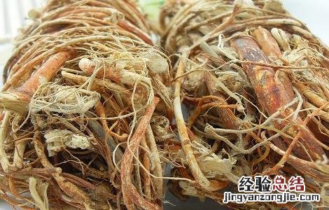 五指毛桃的功效与作用 五指毛桃的功效与作用图片