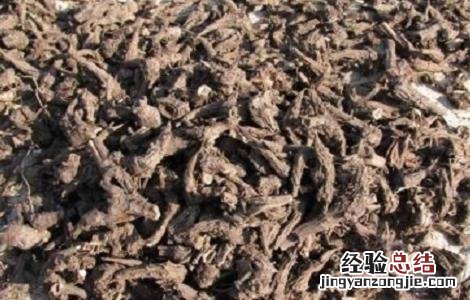 草乌的功效与作用及禁忌症 草乌的功效与作用及禁忌